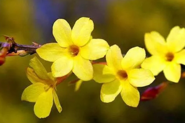 迎春花會(huì)結(jié)出什么果實(shí)