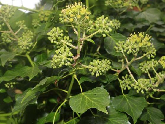 小葉常春藤的養(yǎng)殖方法，教你八個(gè)簡(jiǎn)單易學(xué)基本方法