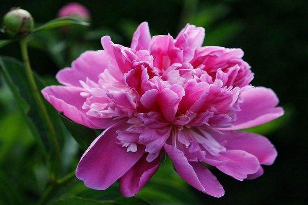 牡丹花什么時(shí)候種