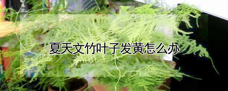 夏天文竹葉子發(fā)黃怎么辦