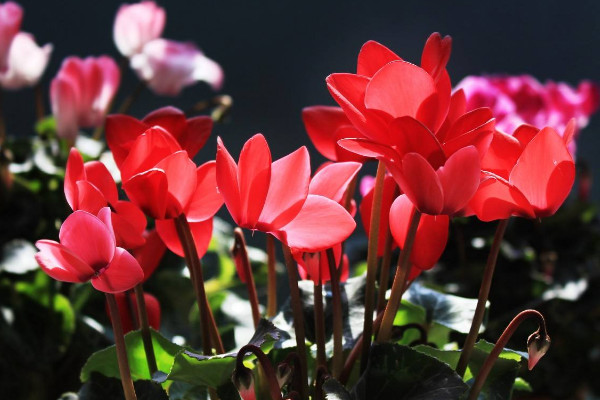 仙客來(lái)夏天怎么修剪