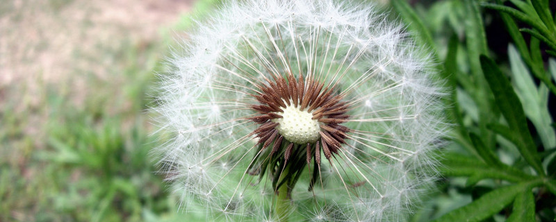 蒲公英的外形和特點