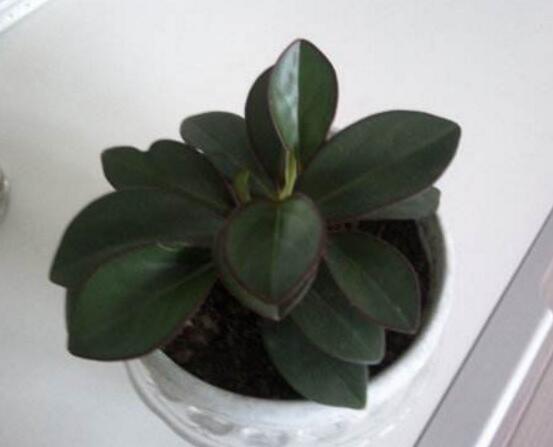 紫邊碧玉的養(yǎng)殖方法，老農(nóng)總結(jié)的七個基本方法