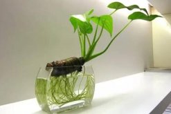 一帆風(fēng)順可以水養(yǎng)嗎，水培的重點在于氧氣、營養(yǎng)以及陽光