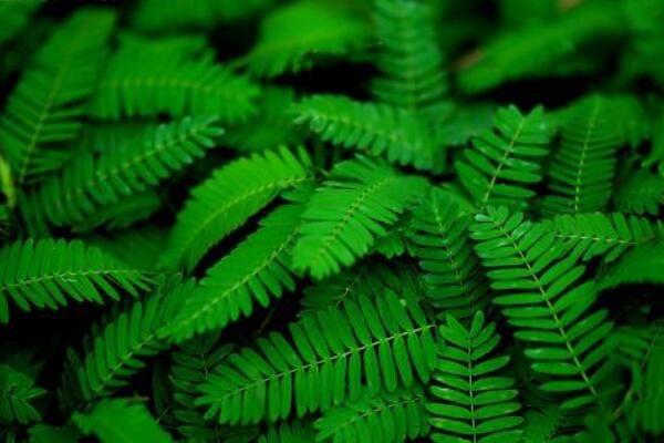 含羞草對(duì)人有什么好處,具有多重藥用功效