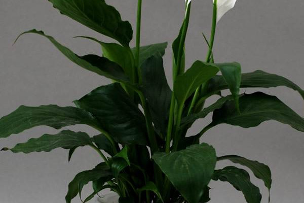 一帆風順葉子下垂怎么辦