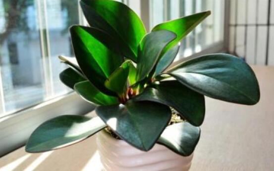 紫邊碧玉的作用以及花語(yǔ)，凈化空氣、活血止痛、跌打損傷