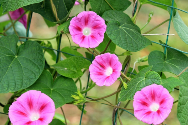 牽?；菸髸蟹N子嗎