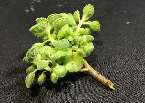 碰碰香怎么施肥，生長期時候施肥可以讓它長的更旺盛