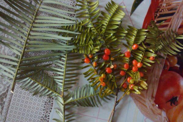 紅豆杉怎么移栽，最關(guān)鍵的4步