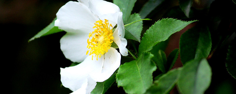 金櫻子花開于什么季節(jié)