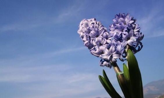 風(fēng)信子土培的養(yǎng)殖方法，要從土壤等5個方面注意