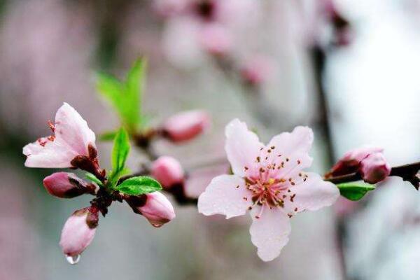 桃花葉子發(fā)黃怎么回事，以下4種原因都會(huì)導(dǎo)致桃花葉子發(fā)黃