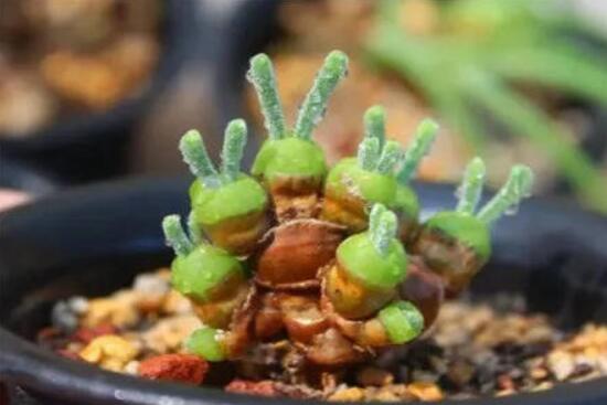 碧光環(huán)發(fā)芽后要澆水嗎，需要/只需要保持濕潤(rùn)環(huán)境即可