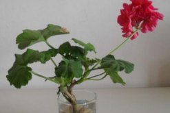 天竺葵泡水生根方法，3步即可天竺葵的水培