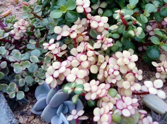 雅樂之舞怎么修剪，流枝修剪最為簡單(應(yīng)用廣泛)