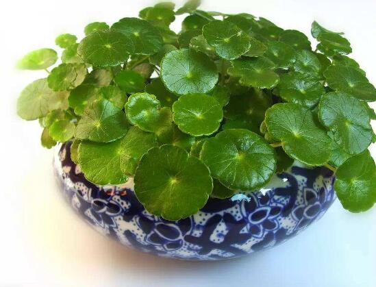 銅錢(qián)草的養(yǎng)殖方法和注意事項(xiàng)，老農(nóng)總結(jié)八大基本方法
