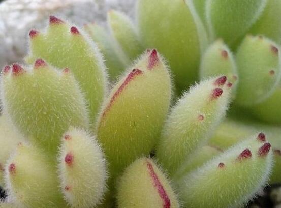 熊童子用什么土，腐葉土、園土、沙土最為合適