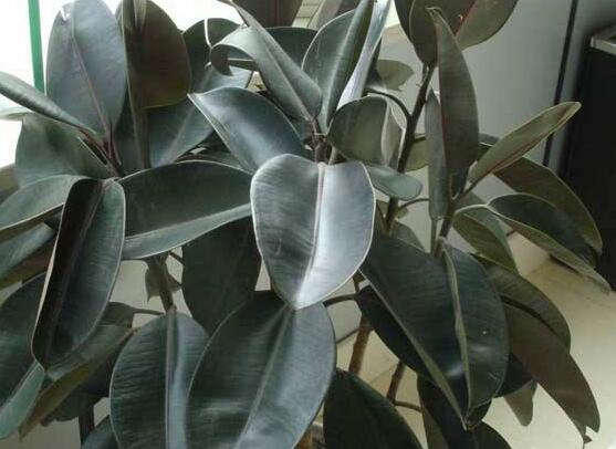 橡皮樹的扦插方法，做好四大步驟成活率百分百