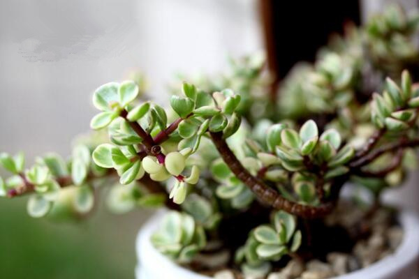 雅樂之舞可以淋雨嗎，可適當淋雨但要注意以下幾點