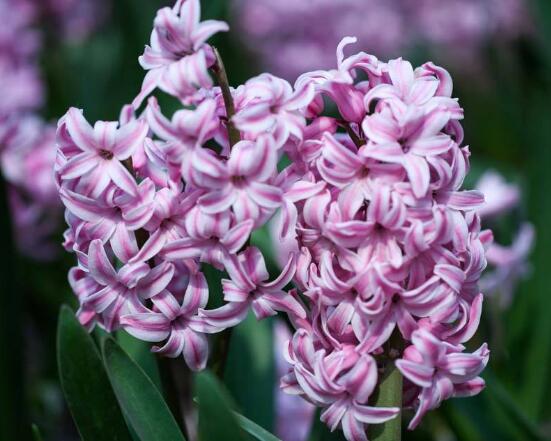 風(fēng)信子怎么施肥吸收效果最好，推薦兩種最見效的吸肥方法