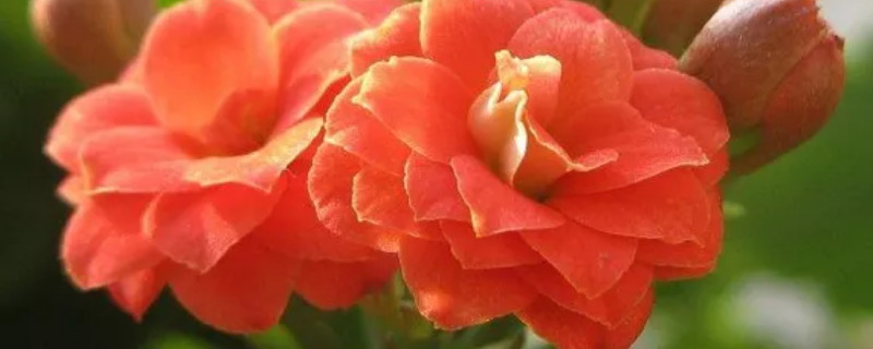 長(zhǎng)壽花黑根是怎么回事