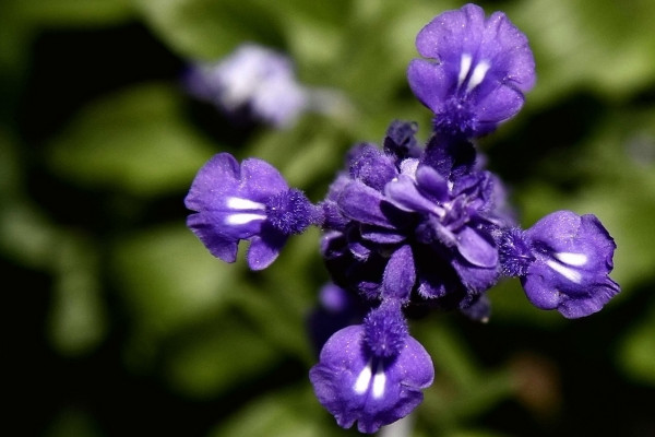 薰衣草的花語是什么，等待愛情/幸福長久等