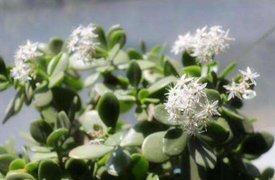 怎么讓玉樹開花，做好這六個要點便可花開爆盆