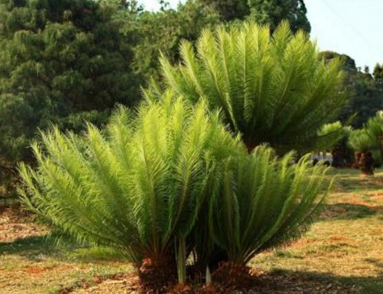 鐵樹品種，細(xì)數(shù)鐵樹最受喜愛八大品種