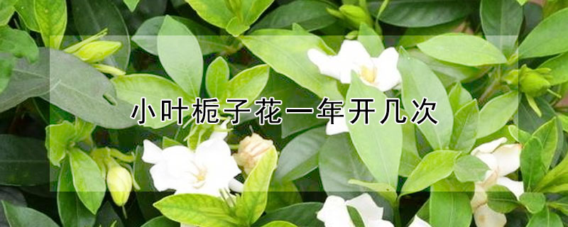 小葉梔子花一年開(kāi)幾次