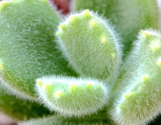 熊童子好養(yǎng)嗎，好養(yǎng)/做好五個(gè)要點(diǎn)生長(zhǎng)茂盛美觀