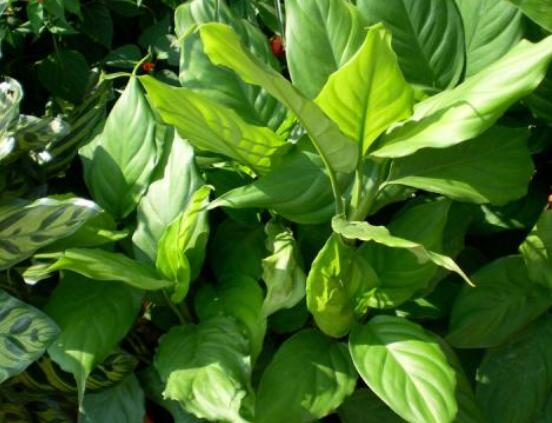 萬(wàn)年青的作用，凈化空氣、利尿、解毒