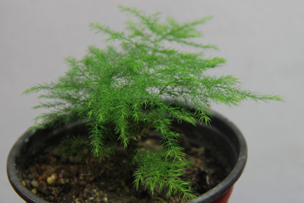 文竹冬天怎么澆水，保持土壤偏干燥即可