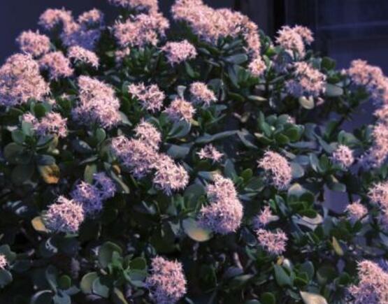 玉樹花盆景圖片大全，每個盆景都玉樹臨風(fēng)、多姿多彩