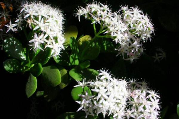 燕子掌如何養(yǎng)殖，燕子掌的養(yǎng)殖方法介紹