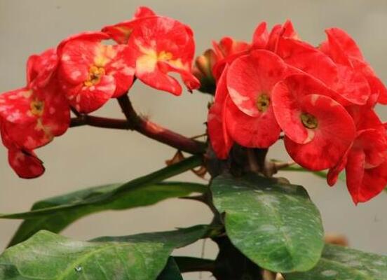 虎刺梅扦插方法，教你五個步驟扦插爆盆