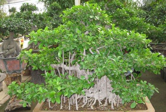 榕樹盆景放在客廳好嗎，導(dǎo)致家人生病、身體不好