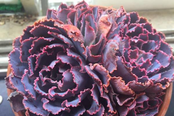 晚霞怎么爆側(cè)芽