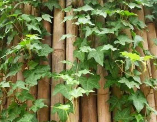 常春藤的養(yǎng)殖方法和注意事項(xiàng)，老農(nóng)總結(jié)八大基本方法