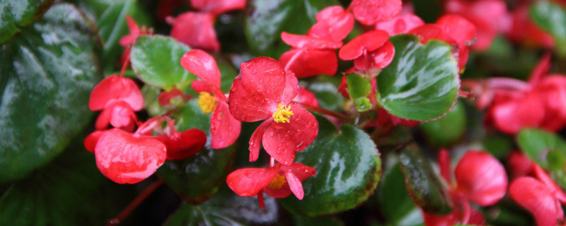 麗格海棠冬天的養(yǎng)殖方法和注意事項(xiàng)