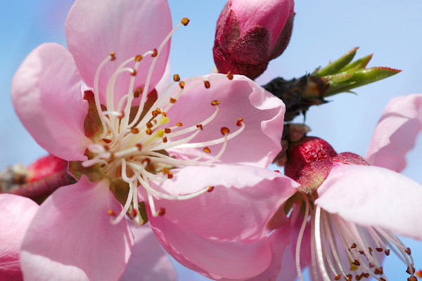 桃花夏天會(huì)不會(huì)落葉
