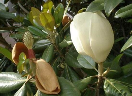 橡皮樹開花嗎，橡皮樹多久開花(一年兩次）