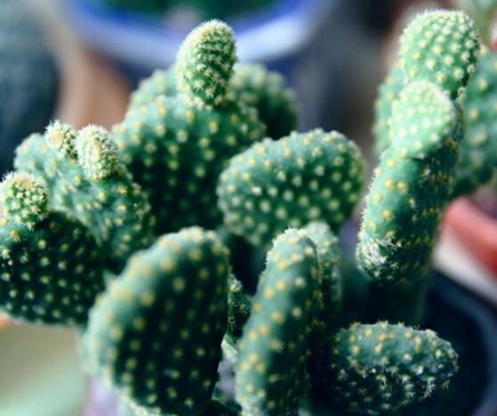 仙人掌怎么移植，用土覆蓋全根系、壓實(shí)土壤固定