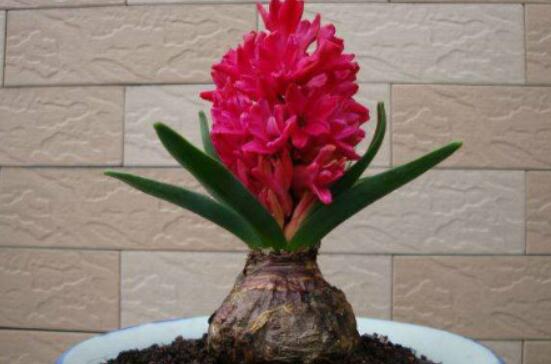 風(fēng)信子怎么種，老農(nóng)總結(jié)最簡單有效五個步驟