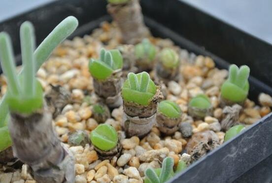 碧光環(huán)用什么土種，透氣透水土壤是必要種植條件