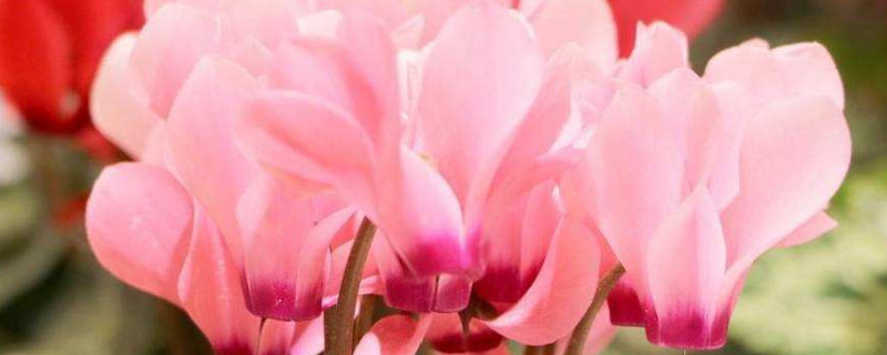 仙客來種子多久成熟