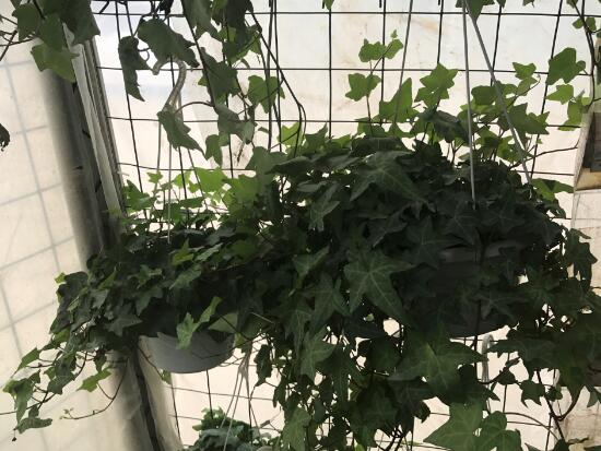 常春藤有什么風(fēng)水作用，常春藤的功效與作用