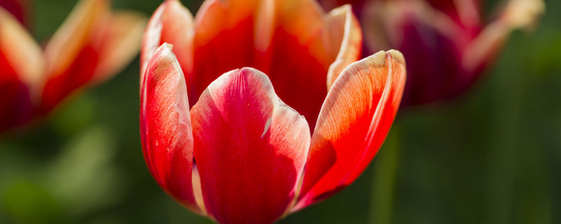 郁金香冬天會不會凍死