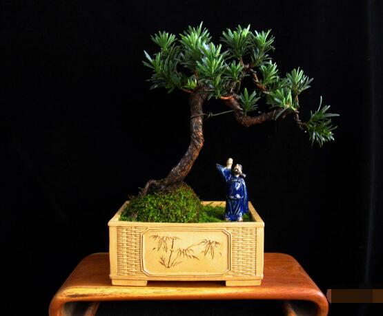 羅漢松的繁殖方法，羅漢松五大繁殖方法