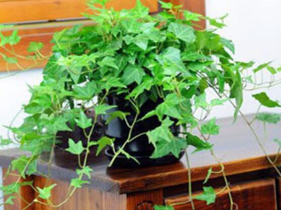 盆栽常春藤怎么爆盆，教你五點(diǎn)養(yǎng)護(hù)措施盆盆枝繁葉茂